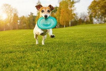 On-site dog park and pet grooming station